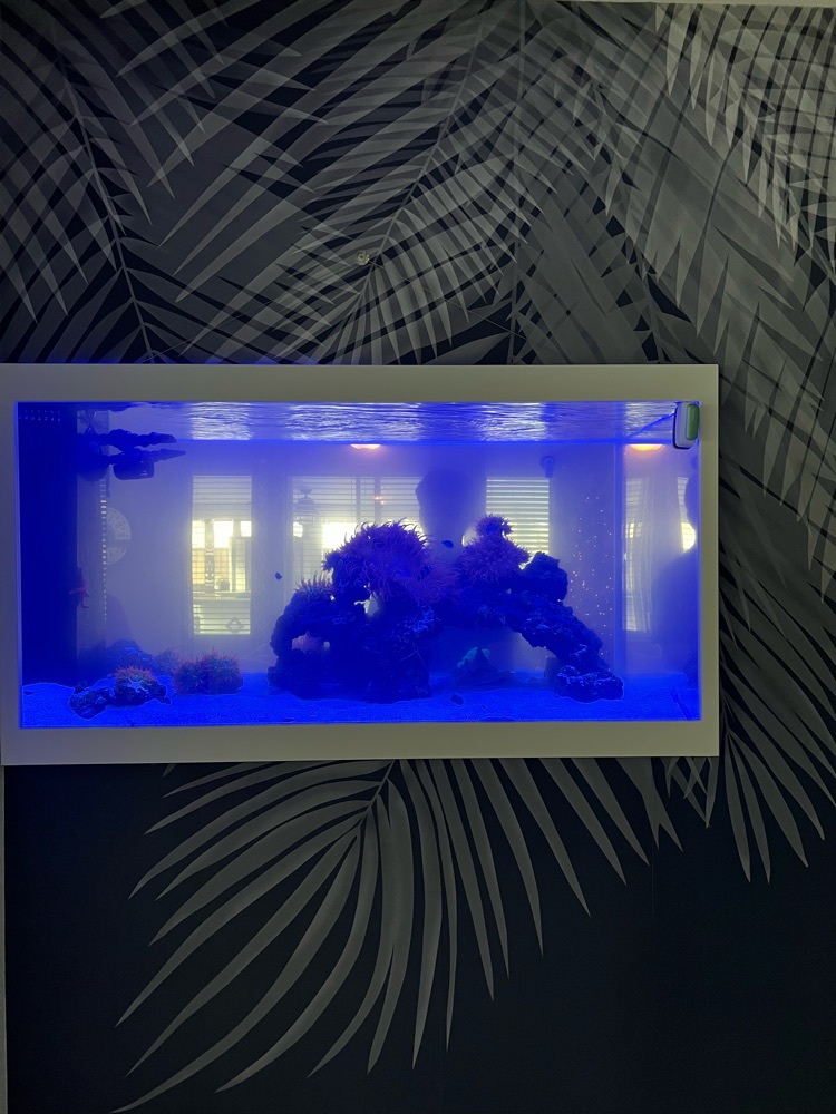 In-wall saltwater aquarium framed by palm-leaf wallpaper