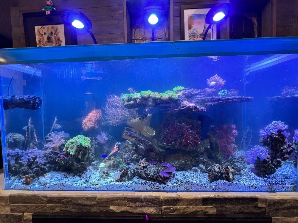 Mixed reef aquarium with colorful corals, set into a stone-faced stand